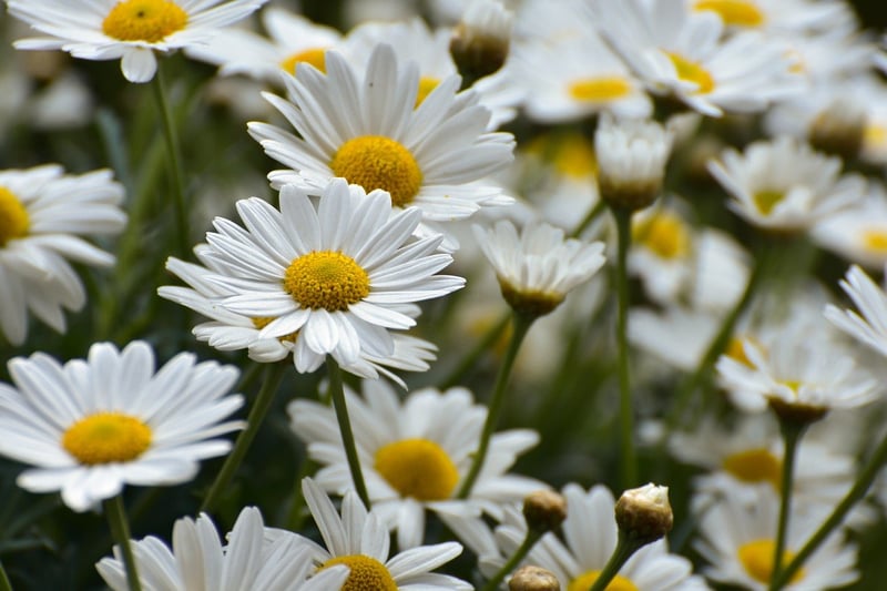 Wedding Flowers